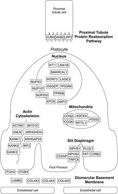 Monogenic Causes of Proteinuria in Children